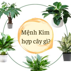 nguoi-menh-kim-hop-cay-gi