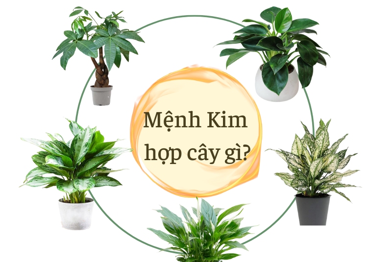 nguoi-menh-kim-hop-cay-gi
